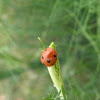  9 spottted ladybug