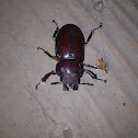 Reddish-brown Stag Beetle