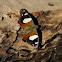 Yellow Admiral Butterfly