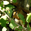 Red Squirrel