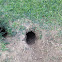 Ground squirrel burrow