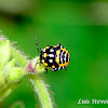 Harlequin cabbage bug (nymph)