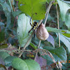 Black-and Yellow Argiope (egg sack)