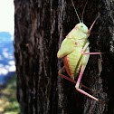 Katydid