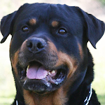 Rottweilers Dog Wallpapers Apk