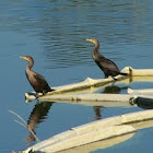 Double-Crested Cormorant