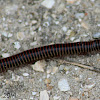 Yellow-banded Millipede