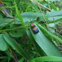 Banded Netwing Beetle