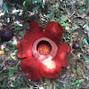 Rafflesia Kerrii