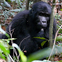 Mountain Gorilla juvenile