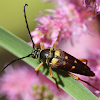 Banded Longhorn beetle