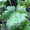 Phyloxera Galls on grape leaf