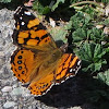 West Coast Lady Butterfly