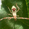 Hypselonotus Nymph (Leaf-footed Bug)