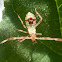 Hypselonotus Nymph (Leaf-footed Bug)