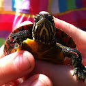 Eastern painted Turtle