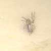 ground crab spider