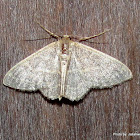 Geometridae, Sterrhinae