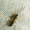 Mini-Ichneumonid Wasp