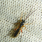 Mini-Ichneumonid Wasp