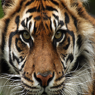 tiger wallpaper animal lwp