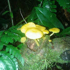 hongo amarillo, yellow mushroom
