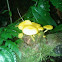 hongo amarillo, yellow mushroom