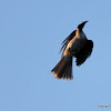 Noisy Friarbird