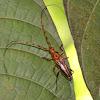 Bicornis Longhorn Beetle
