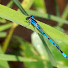 Familiar Bluet damselflies (males)