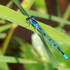 Familiar Bluet damselflies (males)