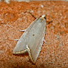 Snowy urola moth
