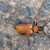 Flower Longhorn Beetle