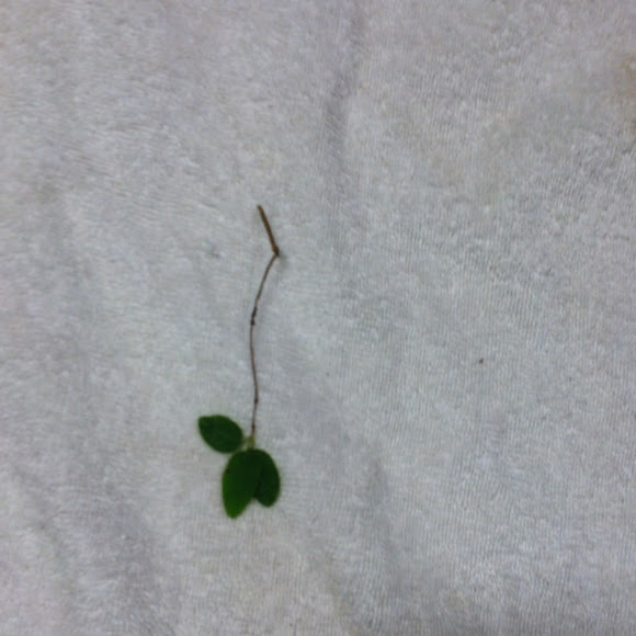 Spotting Project Noah