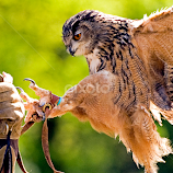 Grappling owl by Jason Lovell -  