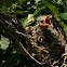 Red Winged Blackbird-Agelaius phoeniceus