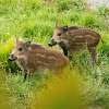 5 little wild boars