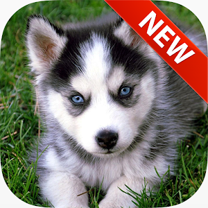 Husky Wallpapers.apk 1.0