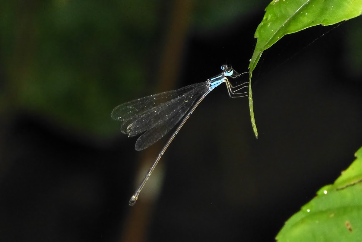 Twin-spotted Sylvan - female