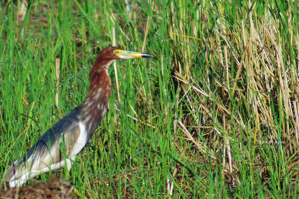 Chinese Pond Heron