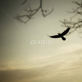 Soaring in the Sky by Wylia Watkins - Animals Birds