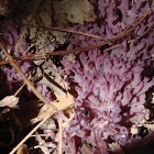 Purple Coral Fungi