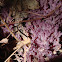 Purple Coral Fungi