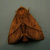 Brown slug moth