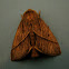 Brown slug moth