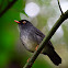 Slaty-backed Nightingale Thrush