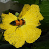 Orange blister beetle