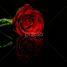 by PINAKI MITRA - Flowers Flowers 2011-2013