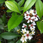 車輪梅。Indian Hawthorn 石斑木，春花