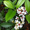 車輪梅。Indian Hawthorn 石斑木，春花